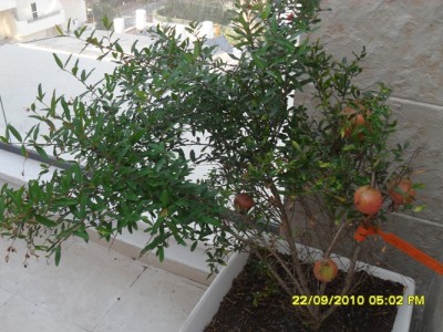 SDC11236.JPG