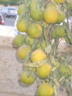 IMG_3750ש.JPG