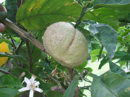 DSCF1832.jpg
