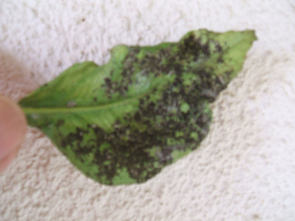 DSCF1840.jpg