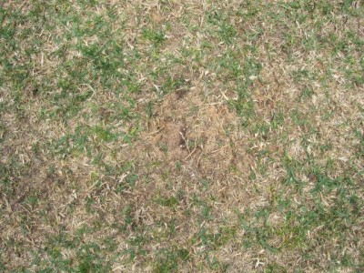 IMG_1191.jpg