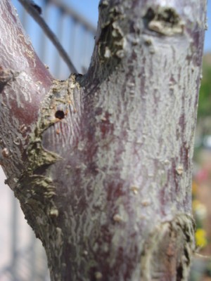 DSC08560-1.JPG