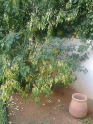 19082011050s.jpg