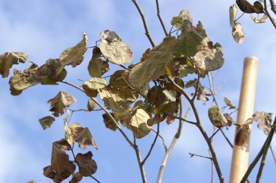 PICT0027.JPG