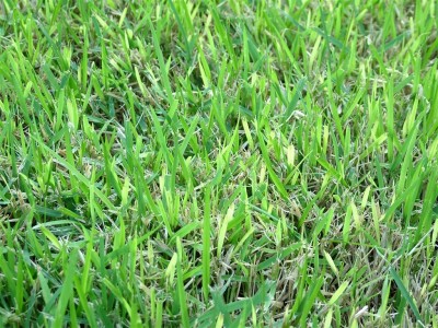DSCF9805 (Medium).JPG