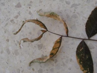 תמונות 10112011 357.jpg