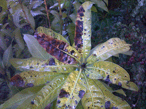 Pic 5.gif