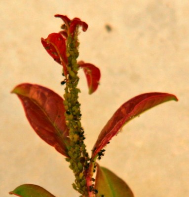 9683Pomegranate.jpg