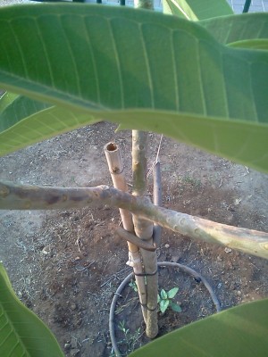plumeria trunk.jpg