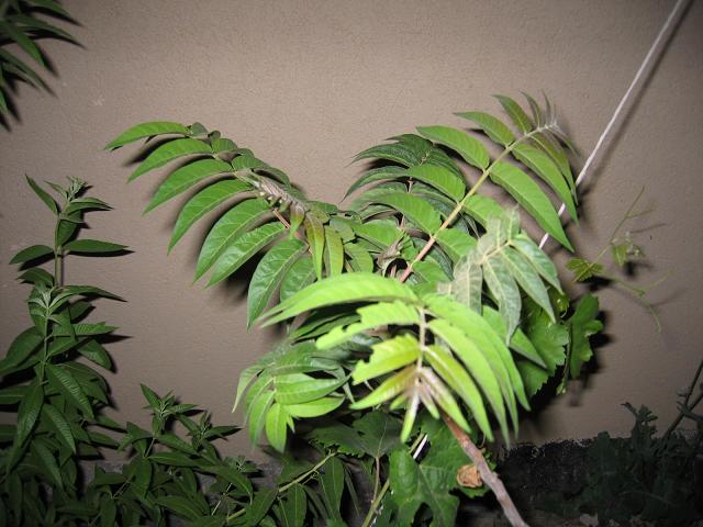 IMG_0062a.JPG