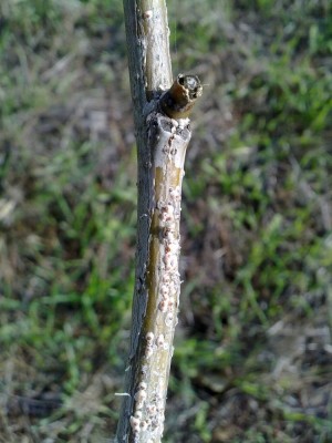 albizia3.jpg