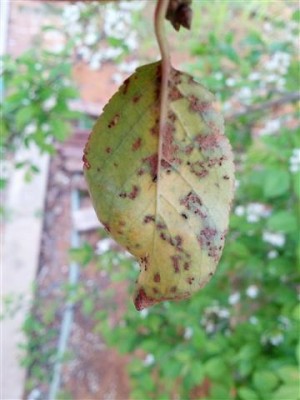 IMG_20130406_153903.jpg