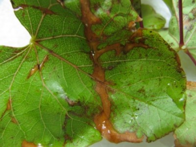 IMG_0082 - עותק.JPG