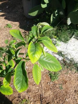 IMG_20130426_083606.jpg