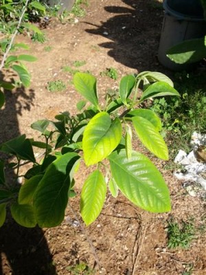 IMG_20130426_083616.jpg