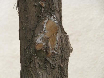 IMG_6299b.JPG