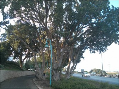תמונה2.jpg