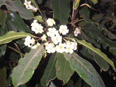 IMG00168-20140306-1722.jpg