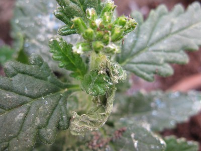 IMG_2115 - עותק.JPG