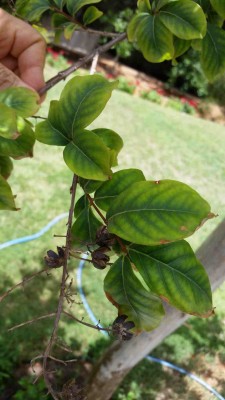 ligastramaia leafs closeup s1.jpg