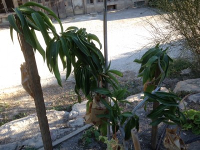 תמונה 4.JPG