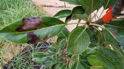 20140803_082616מוקטן.jpg