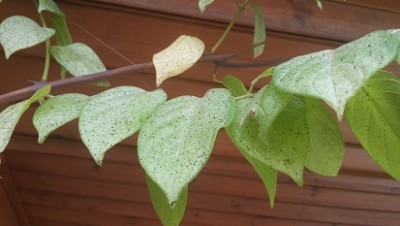 20140830_084510.jpg