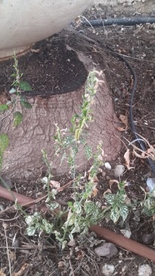 20140830_165856.jpg