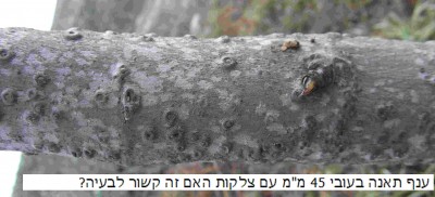עלה תאנה 30-08-2014-2-2.jpg