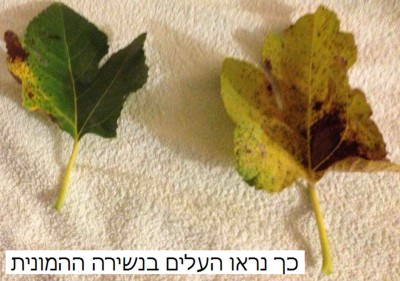 עלה תאנה חולה-1.JPG