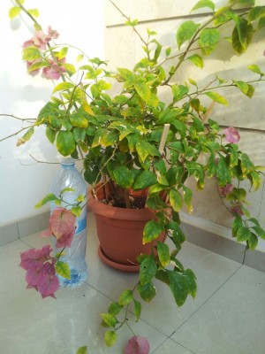 IMG-20141124-WA0010.jpg