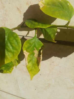 IMG-20141124-WA0006.jpg