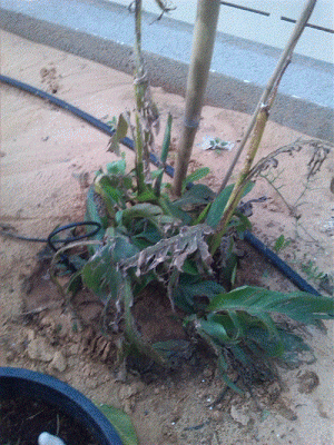 קנה הודית1.gif