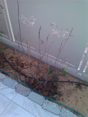 שיח אברהם 1.gif