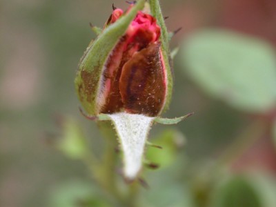 DSCN8245.JPG