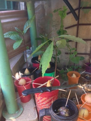 avocado2.jpg
