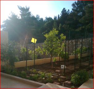 Limon 2015-05-04_01.JPG