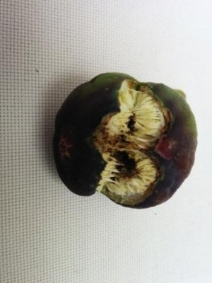 תאנה 1.jpg