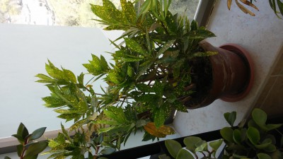 20151005_130512 (576x1024).jpg