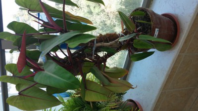 20151005_130505 (576x1024).jpg