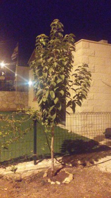 גודגדן שרף 2.jpg