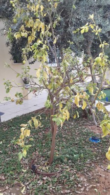 עץ לימון A.jpg