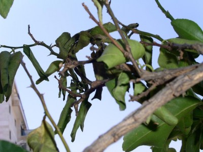 PICT0039.JPG