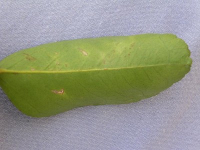 PICT0043.JPG