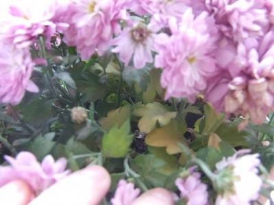 DSCF9814.JPG