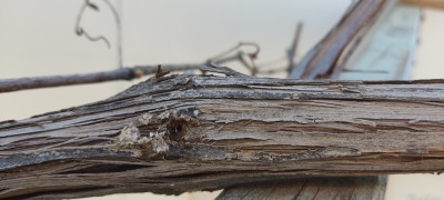 IMG_20230806_150435.jpg
