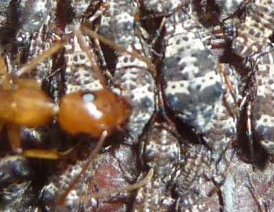 P1000676B.jpg