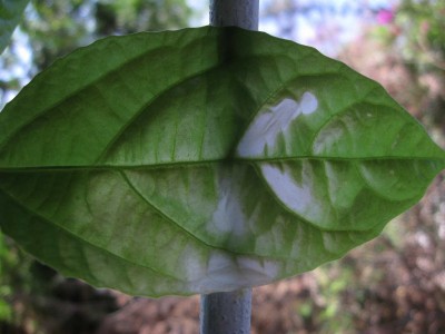 passiflora.jpg