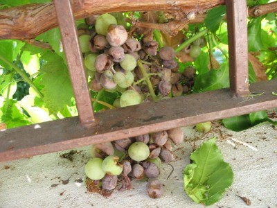 garden 073.jpg