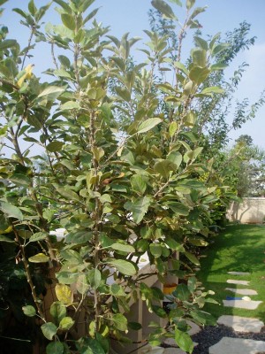 תפוח2.JPG